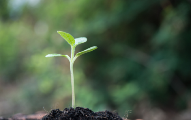 I broccoli di Citrus con packaging compostabile Mater-Bi: un contributo sostenibile alla ricerca 